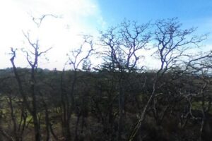 Woodlands Viewing Platform