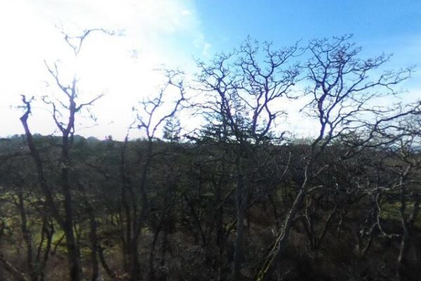 Woodlands Viewing Platform