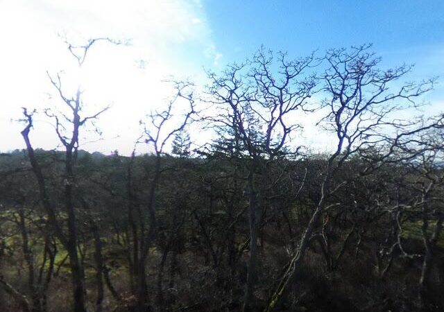 Woodlands Viewing Platform