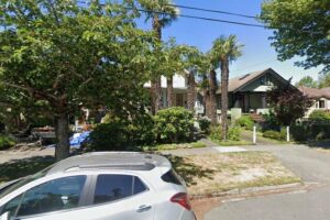 Grove of tall Chinese windmill palm (Trachycarpus fortunei)