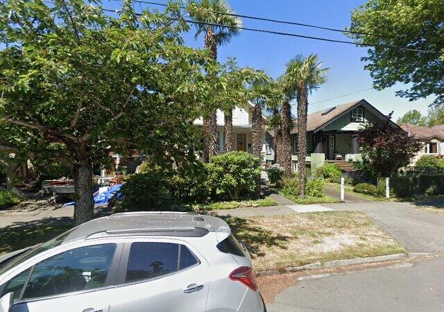 Grove of tall Chinese windmill palm (Trachycarpus fortunei)